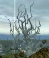 Tree of Thorns.jpg