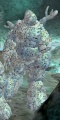 Coral Sentinel.jpg